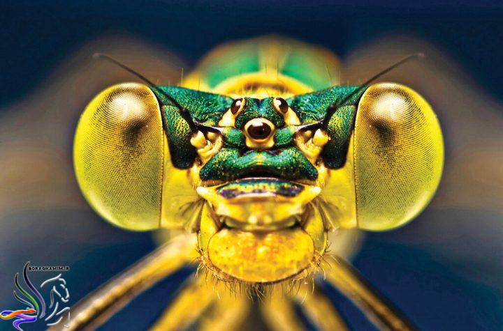 عکس‌های خارق‌العاده عکاس تبریزی از نزدیک‌ترین فاصله با حشرات